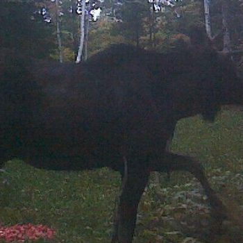 Autre chasses - Hunts available